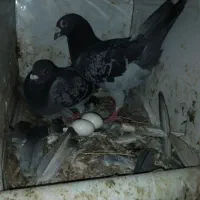 کفتر|پرنده|سده (خراسان جنوبی), |دیوار