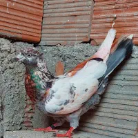 کفتر پرشی|پرنده|گرگان, |دیوار