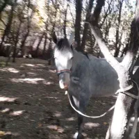 مادیان ۵سال کورد