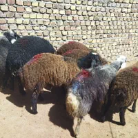 قوچ بره ماده جهت داشتی میش وشیشک|حیوانات مزرعه|قزوین, |دیوار