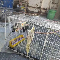 دو جفت عروس هلندی یا پاریس|پرنده|کارون, |دیوار