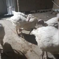 بوقلمون گوشتی