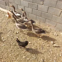 6عدد غاز محلی وخونگی