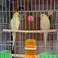 طوطی کرمینو