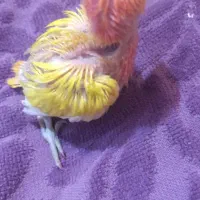 طوطی برزیلی سرلاکی