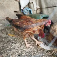 خروس|حیوانات مزرعه|بدره, |دیوار