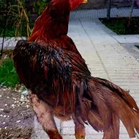 خروس لاری جوان