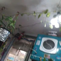 گل پتوس به طول سه متر|گل و گیاه طبیعی|مشهد, نوید|دیوار