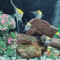 آکواریوم خوشکل پسند|ماهی|شوش, |دیوار