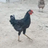 خروس|حیوانات مزرعه|سرپل ذهاب, |دیوار