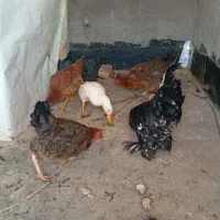 مرغ و خروس و اردک|حیوانات مزرعه|رباطکریم, رباطکریم|دیوار