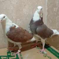 «یه جفت کبوتر (کفتر) آسمان و زمین دیدنی»