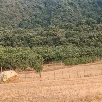 زمین مناسب باغ ویلا دامداری و گلخونه|فروش زمین و ملک کلنگی|گرگان, |دیوار