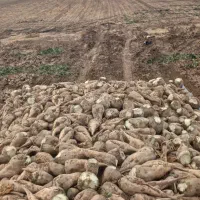 چغندر تحویل قوچان فاروج چناران