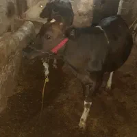 دو عدد گوساله ماده گوشتی