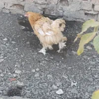 مرغ وخروس برهما|حیوانات مزرعه|کهک, |دیوار