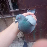 کبوتر خوب|پرنده|خورموج, |دیوار