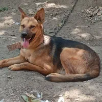 سگ ژرمن شپرد