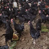خروس سیاه مرغ قربونی رفع بلا چشمونظرارسال ذبح رایگ
