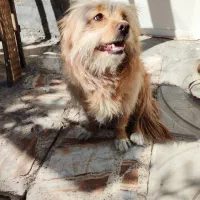 فروش سگ خانگی تمیز|سگ|داراب, |دیوار