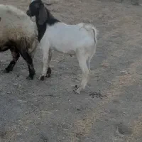 بزنر