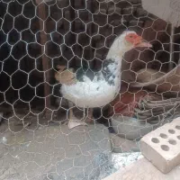 اردک اراعیلی|حیوانات مزرعه|رامیان, |دیوار