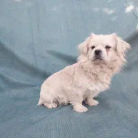 سگ فانتزی نر