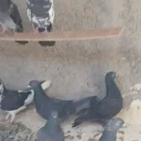 ده کبوتر خورموج|پرنده|خورموج, |دیوار