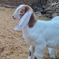 سه عدد بزغاله فروشی