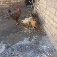 مرغ و خروس|حیوانات مزرعه|اندیمشک, |دیوار