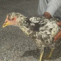 مرغ لاری