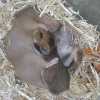 موش و‌ خرگوش خانگی