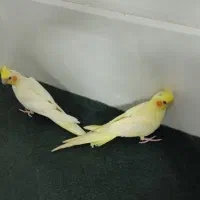 جوجه عروس هلندی ۲ ماهه