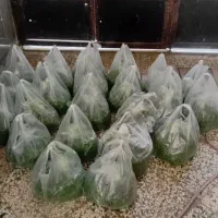 سبزی اماده|خوردنی و آشامیدنی|مشهد, امیر آباد|دیوار