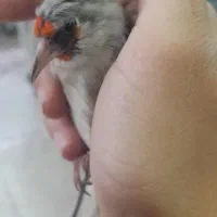 فروش سحره