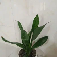 گل و گیاه|گل و گیاه طبیعی|آق قلا, |دیوار