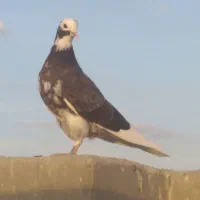 مفلق