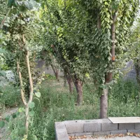 باغ کوچک‌ آجیلی در ده دقیقه ای اصفهان