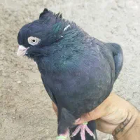 یک جفت سیاه خوب