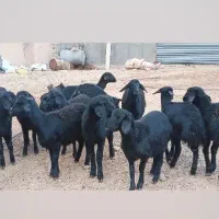 بره ماده قره قزل گوسفند میش قوچ شیشک افشار|حیوانات مزرعه|زنجان, |دیوار