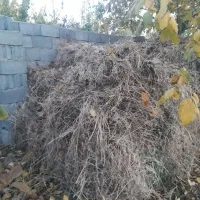 یونجه امسال