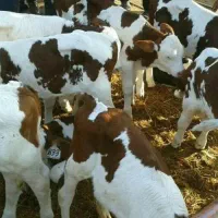 سیمینتال اصیل وارداتی مخصوص پرواری