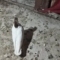کفتر
