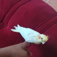 عروس هلندی دستی رام۷ماه ماده  معامله هم میکنم