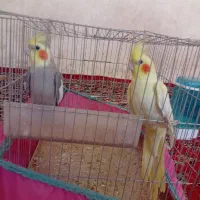 عروس هلندی