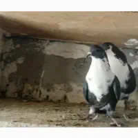 دو جفت کبوتر