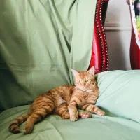 واگذاری گربه نر ۱ساله