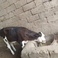 گاو گوساله نر فروشی