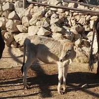 گاو با گوساله|حیوانات مزرعه|مارگون, |دیوار