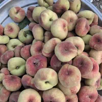 هلو انجیری